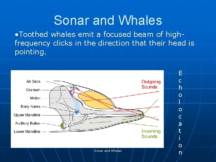 Sonar and Whales • Toothed whales emit a focused beam of highfrequency clicks in