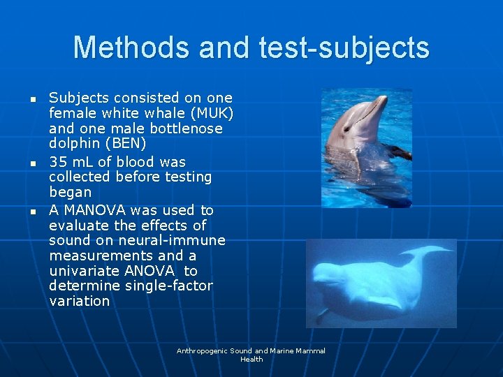 Methods and test-subjects n n n Subjects consisted on one female white whale (MUK)