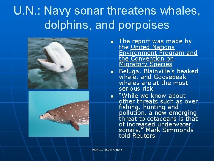 U. N. : Navy sonar threatens whales, dolphins, and porpoises n n n The