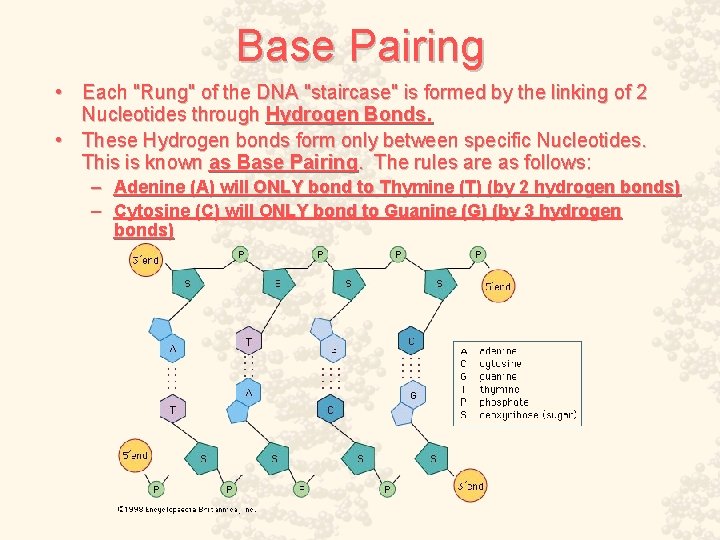 Base Pairing • Each "Rung" of the DNA "staircase" is formed by the linking