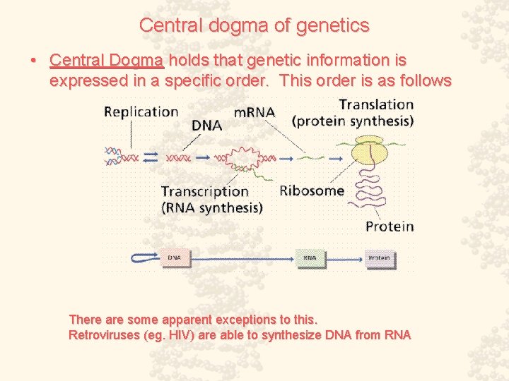 Central dogma of genetics • Central Dogma holds that genetic information is expressed in