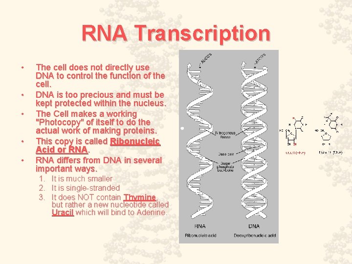 RNA Transcription • • • The cell does not directly use DNA to control