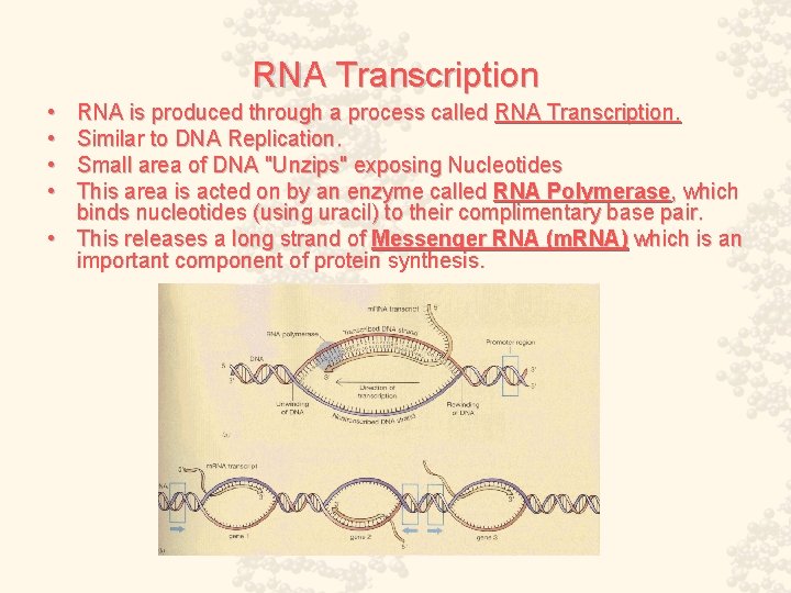 RNA Transcription • • RNA is produced through a process called RNA Transcription. Similar