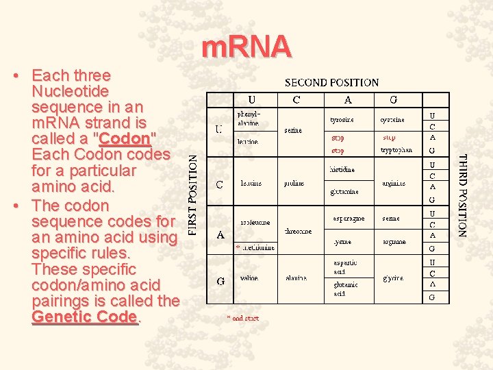 m. RNA • Each three Nucleotide sequence in an m. RNA strand is called