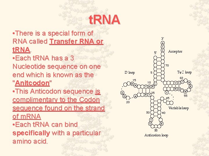 t. RNA • There is a special form of RNA called Transfer RNA or