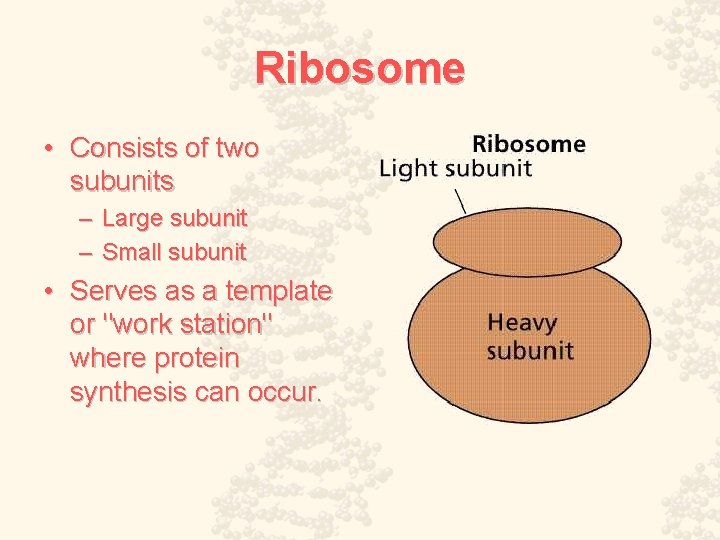 Ribosome • Consists of two subunits – Large subunit – Small subunit • Serves