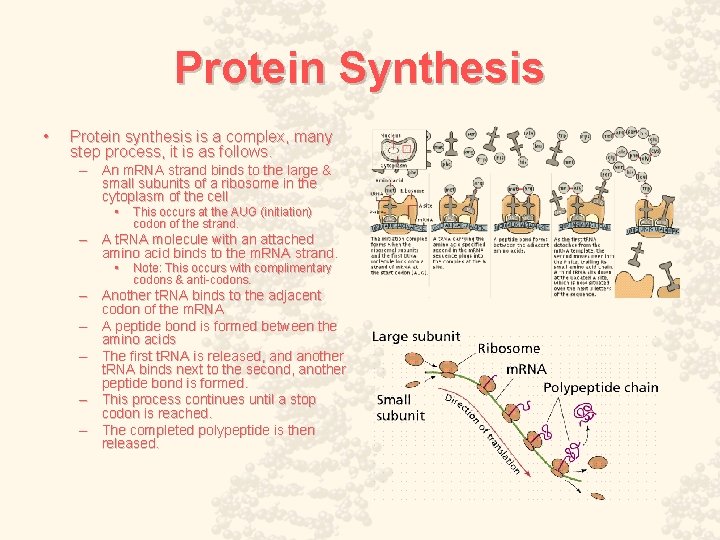 Protein Synthesis • Protein synthesis is a complex, many step process, it is as