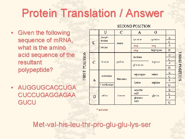 Protein Translation / Answer • Given the following sequence of m. RNA, what is