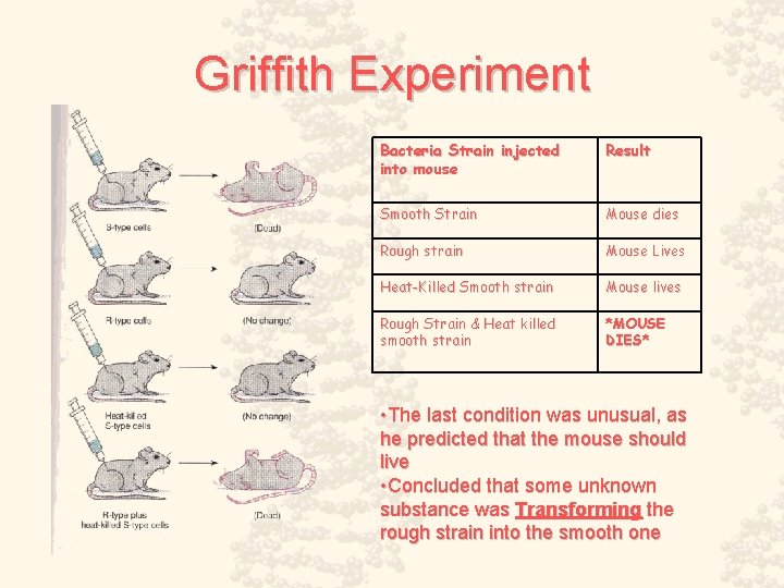 Griffith Experiment Bacteria Strain injected into mouse Result Smooth Strain Mouse dies Rough strain