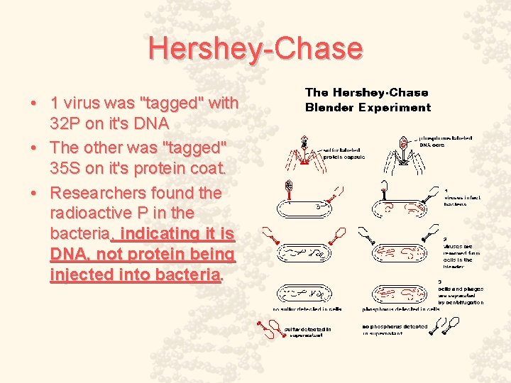 Hershey-Chase • 1 virus was "tagged" with 32 P on it's DNA • The