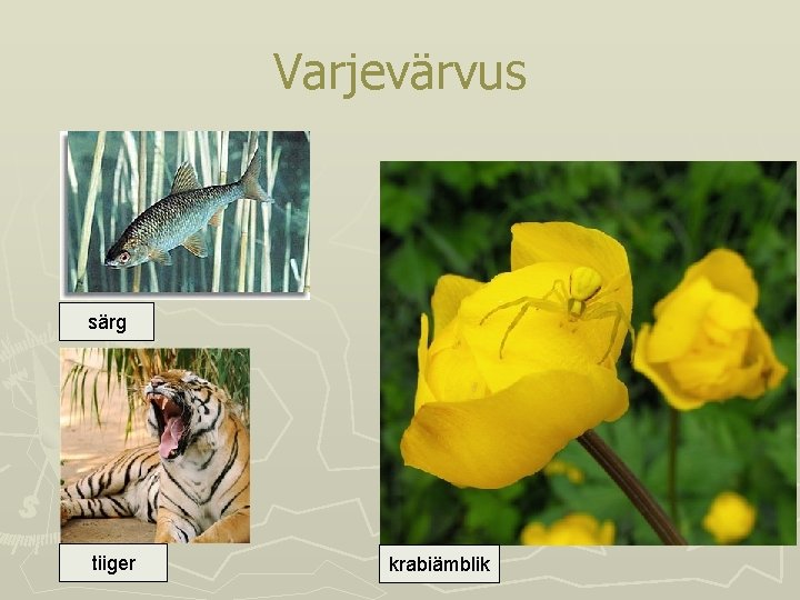 Varjevärvus särg tiiger krabiämblik Varjevärvus särg tiiger krabiämblik