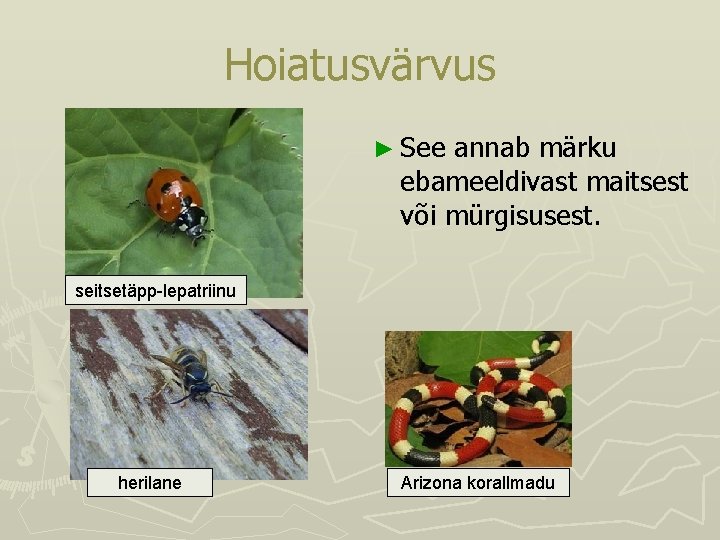Hoiatusvärvus ► See annab märku ebameeldivast maitsest või mürgisusest. seitsetäpp-lepatriinu herilane Arizona korallmadu Hoiatusvärvus ► See annab märku ebameeldivast maitsest või mürgisusest. seitsetäpp-lepatriinu herilane Arizona korallmadu
