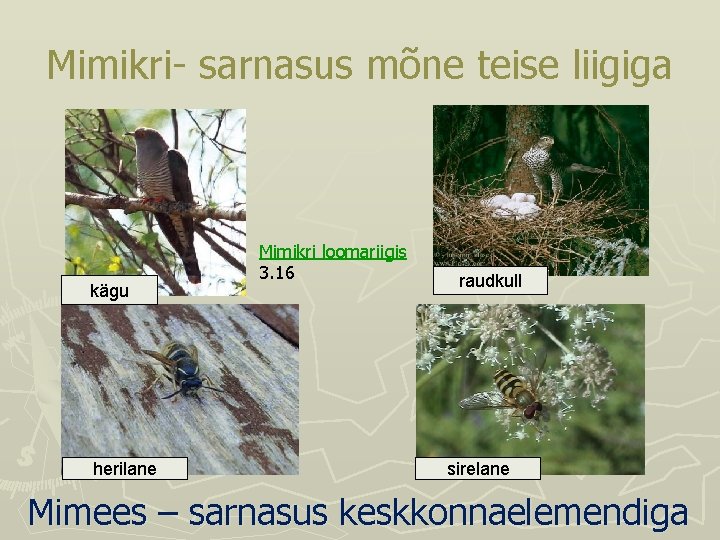 Mimikri- sarnasus mõne teise liigiga kägu herilane Mimikri loomariigis 3. 16 raudkull sirelane Mimees Mimikri- sarnasus mõne teise liigiga kägu herilane Mimikri loomariigis 3. 16 raudkull sirelane Mimees
