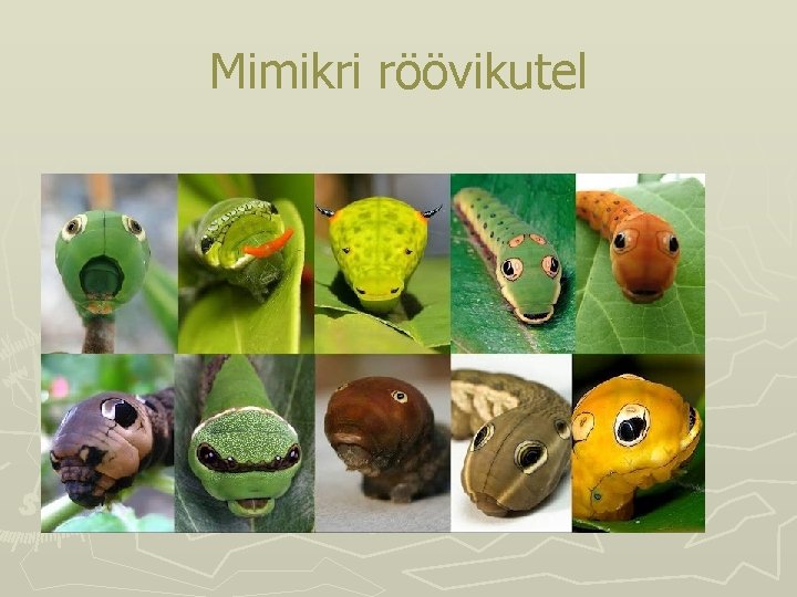 Mimikri röövikutel Mimikri röövikutel
