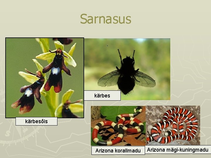 Sarnasus kärbesõis Arizona korallmadu Arizona mägi-kuningmadu Sarnasus kärbesõis Arizona korallmadu Arizona mägi-kuningmadu