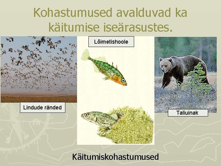 Kohastumused avalduvad ka käitumise iseärasustes. Lõimetishoole Lindude ränded Taliuinak Käitumiskohastumused Kohastumused avalduvad ka käitumise iseärasustes. Lõimetishoole Lindude ränded Taliuinak Käitumiskohastumused