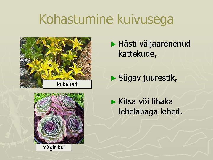Kohastumine kuivusega ► Hästi väljaarenenud kattekude, kukehari ► Sügav ► Kitsa juurestik, või lihaka Kohastumine kuivusega ► Hästi väljaarenenud kattekude, kukehari ► Sügav ► Kitsa juurestik, või lihaka