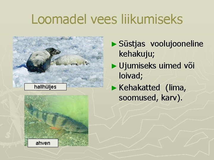 Loomadel vees liikumiseks ► Süstjas hallhüljes ahven voolujooneline kehakuju; ► Ujumiseks uimed või loivad; Loomadel vees liikumiseks ► Süstjas hallhüljes ahven voolujooneline kehakuju; ► Ujumiseks uimed või loivad;