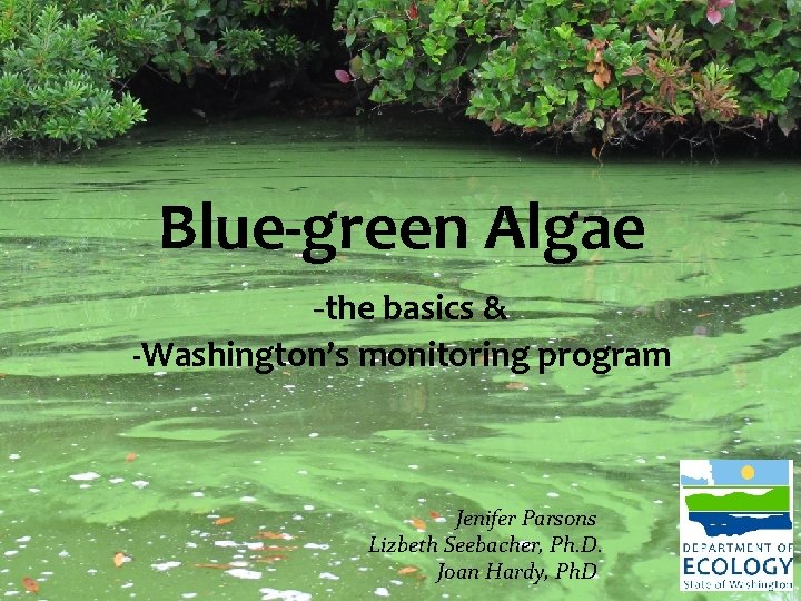 Blue-green Algae -the basics & -Washington’s monitoring program Jenifer Parsons Lizbeth Seebacher, Ph. D.