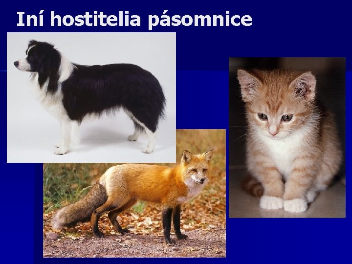 Iní hostitelia pásomnice 