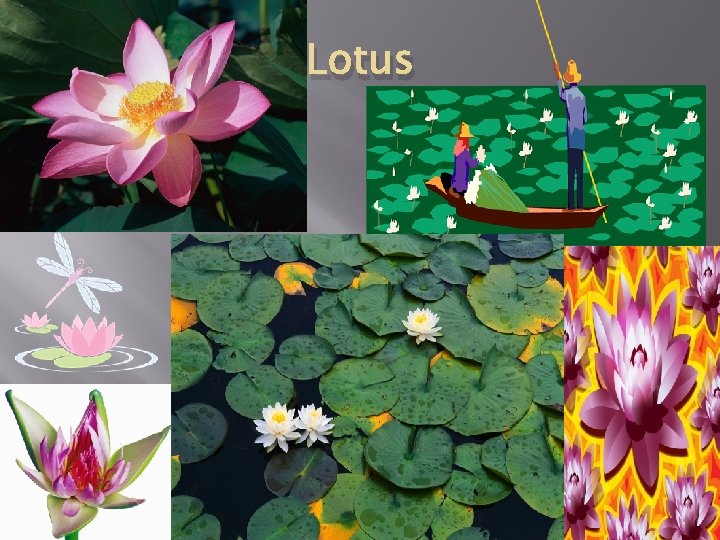 Lotus � M - 