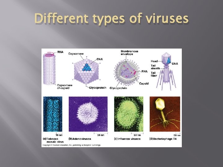 Different types of viruses Different types of viruses