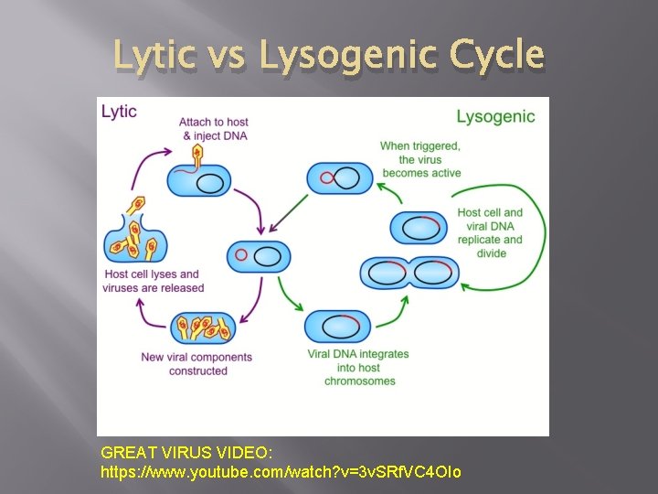 Lytic vs Lysogenic Cycle GREAT VIRUS VIDEO: https: //www. youtube. com/watch? v=3 v. SRf. Lytic vs Lysogenic Cycle GREAT VIRUS VIDEO: https: //www. youtube. com/watch? v=3 v. SRf.