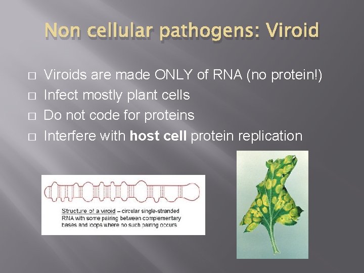 Non cellular pathogens: Viroid � � Viroids are made ONLY of RNA (no protein!) Non cellular pathogens: Viroid � � Viroids are made ONLY of RNA (no protein!)