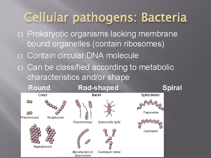 Cellular pathogens: Bacteria � � � Prokaryotic organisms lacking membrane bound organelles (contain ribosomes) Cellular pathogens: Bacteria � � � Prokaryotic organisms lacking membrane bound organelles (contain ribosomes)