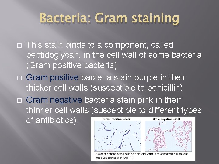 Bacteria: Gram staining � � � This stain binds to a component, called peptidoglycan, Bacteria: Gram staining � � � This stain binds to a component, called peptidoglycan,