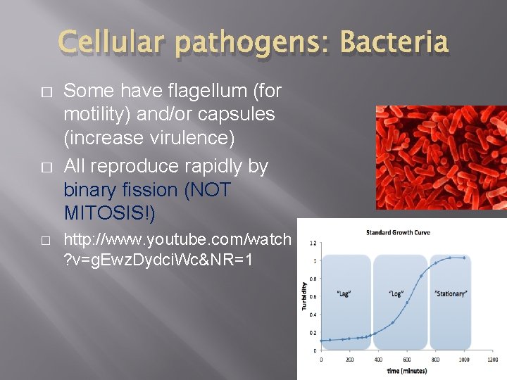 Cellular pathogens: Bacteria � � � Some have flagellum (for motility) and/or capsules (increase Cellular pathogens: Bacteria � � � Some have flagellum (for motility) and/or capsules (increase
