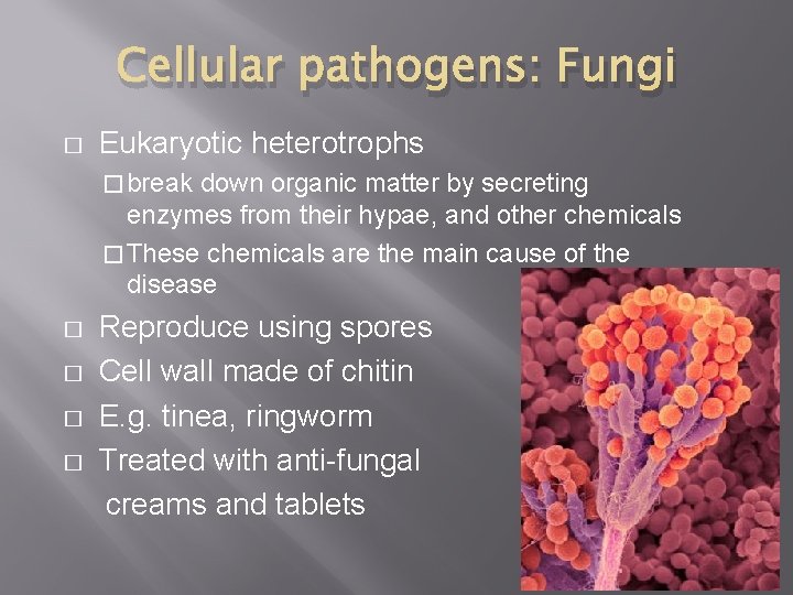 Cellular pathogens: Fungi � Eukaryotic heterotrophs � break down organic matter by secreting enzymes Cellular pathogens: Fungi � Eukaryotic heterotrophs � break down organic matter by secreting enzymes
