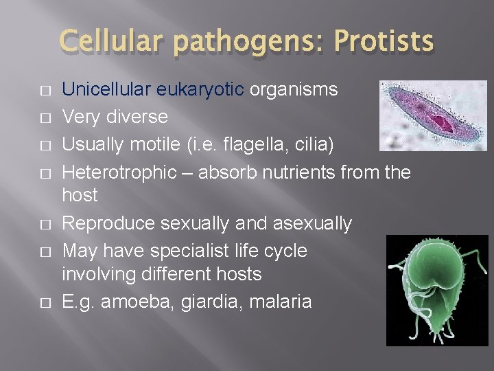 Cellular pathogens: Protists � � � � Unicellular eukaryotic organisms Very diverse Usually motile Cellular pathogens: Protists � � � � Unicellular eukaryotic organisms Very diverse Usually motile