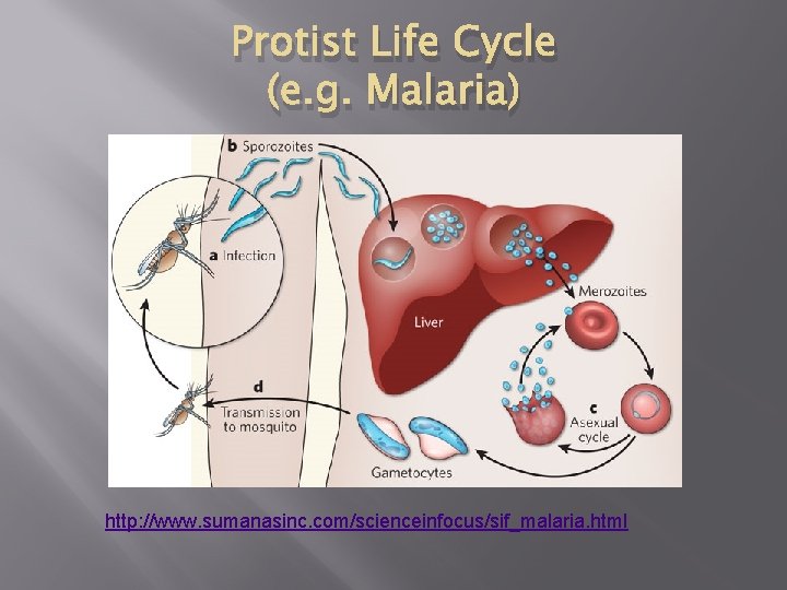 Protist Life Cycle (e. g. Malaria) http: //www. sumanasinc. com/scienceinfocus/sif_malaria. html Protist Life Cycle (e. g. Malaria) http: //www. sumanasinc. com/scienceinfocus/sif_malaria. html