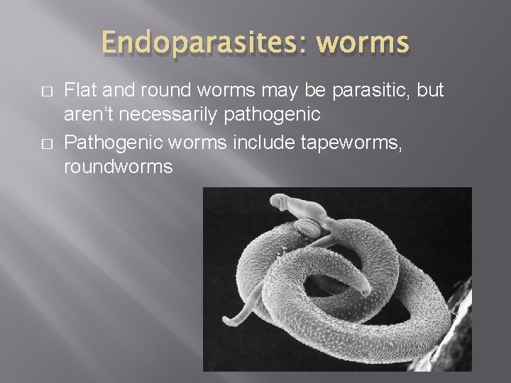 Endoparasites: worms � � Flat and round worms may be parasitic, but aren’t necessarily Endoparasites: worms � � Flat and round worms may be parasitic, but aren’t necessarily