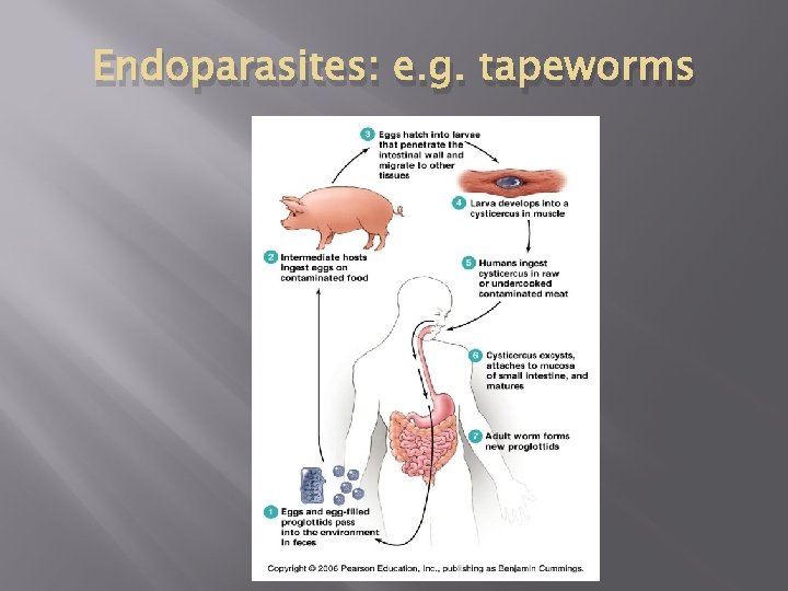 Endoparasites: e. g. tapeworms Endoparasites: e. g. tapeworms
