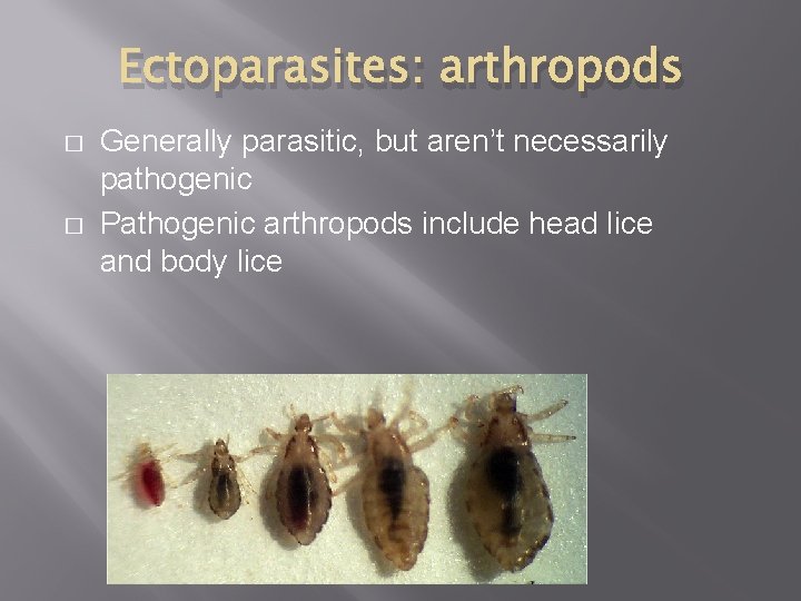 Ectoparasites: arthropods � � Generally parasitic, but aren’t necessarily pathogenic Pathogenic arthropods include head Ectoparasites: arthropods � � Generally parasitic, but aren’t necessarily pathogenic Pathogenic arthropods include head