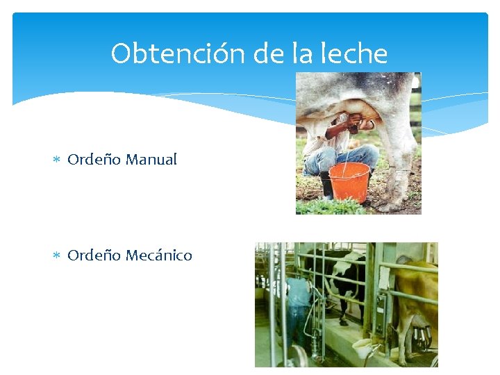 Obtención de la leche Ordeño Manual Ordeño Mecánico Obtención de la leche Ordeño Manual Ordeño Mecánico