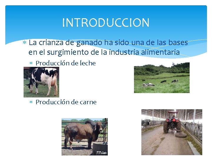 INTRODUCCION La crianza de ganado ha sido una de las bases en el surgimiento INTRODUCCION La crianza de ganado ha sido una de las bases en el surgimiento