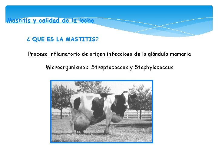 Mastitis y calidad de la leche ¿ QUE ES LA MASTITIS? Proceso inflamatorio de Mastitis y calidad de la leche ¿ QUE ES LA MASTITIS? Proceso inflamatorio de
