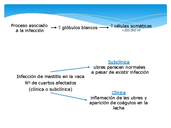 Proceso asociado a la infección glóbulos blancos Infección de mastitis en la vaca Nº Proceso asociado a la infección glóbulos blancos Infección de mastitis en la vaca Nº