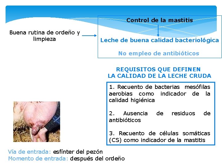 Control de la mastitis Buena rutina de ordeño y limpieza Leche de buena calidad Control de la mastitis Buena rutina de ordeño y limpieza Leche de buena calidad