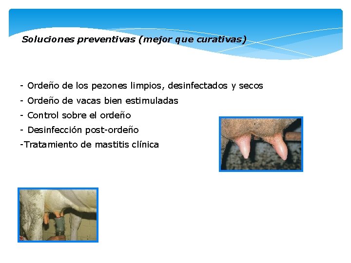 Soluciones preventivas (mejor que curativas) - Ordeño de los pezones limpios, desinfectados y secos Soluciones preventivas (mejor que curativas) - Ordeño de los pezones limpios, desinfectados y secos