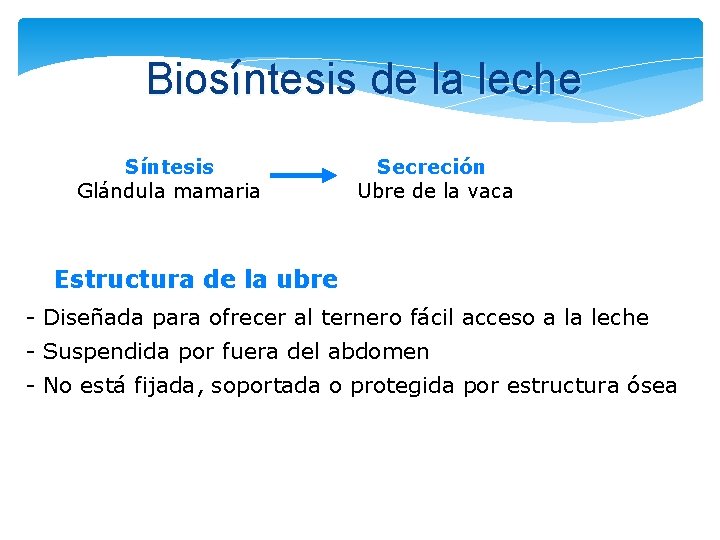Biosíntesis de la leche Síntesis Glándula mamaria Secreción Ubre de la vaca Estructura de Biosíntesis de la leche Síntesis Glándula mamaria Secreción Ubre de la vaca Estructura de