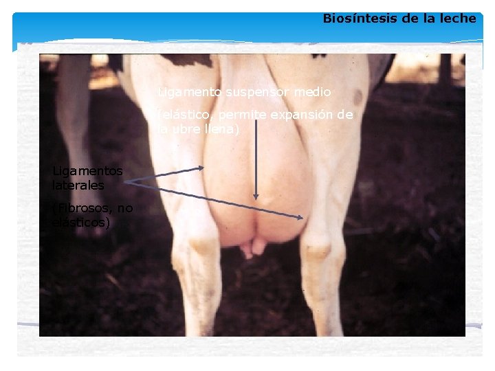 Biosíntesis de la leche Ligamento suspensor medio (elástico, permite expansión de la ubre llena) Biosíntesis de la leche Ligamento suspensor medio (elástico, permite expansión de la ubre llena)