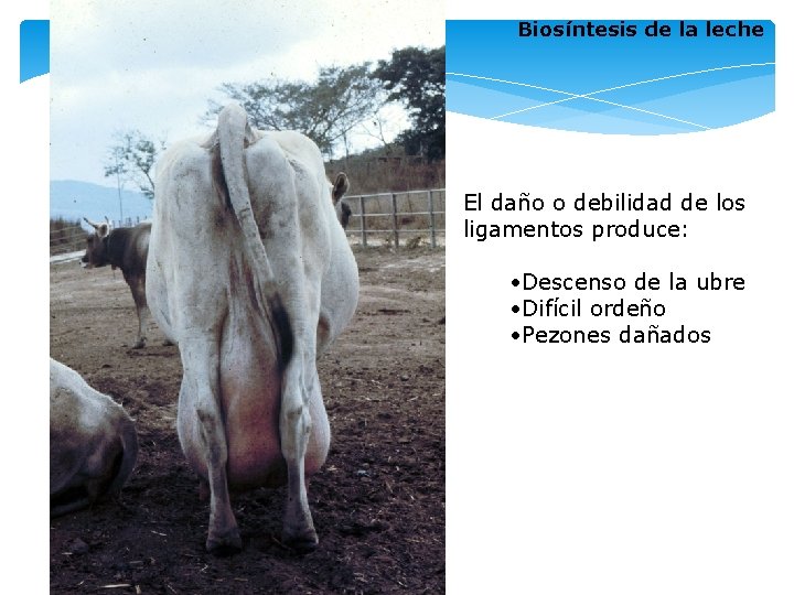 Biosíntesis de la leche El daño o debilidad de los ligamentos produce: • Descenso Biosíntesis de la leche El daño o debilidad de los ligamentos produce: • Descenso