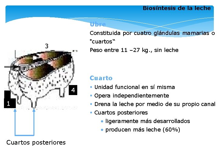 Biosíntesis de la leche Ubre Constituida por cuatro glándulas mamarias o "cuartos“ 3 Peso Biosíntesis de la leche Ubre Constituida por cuatro glándulas mamarias o "cuartos“ 3 Peso