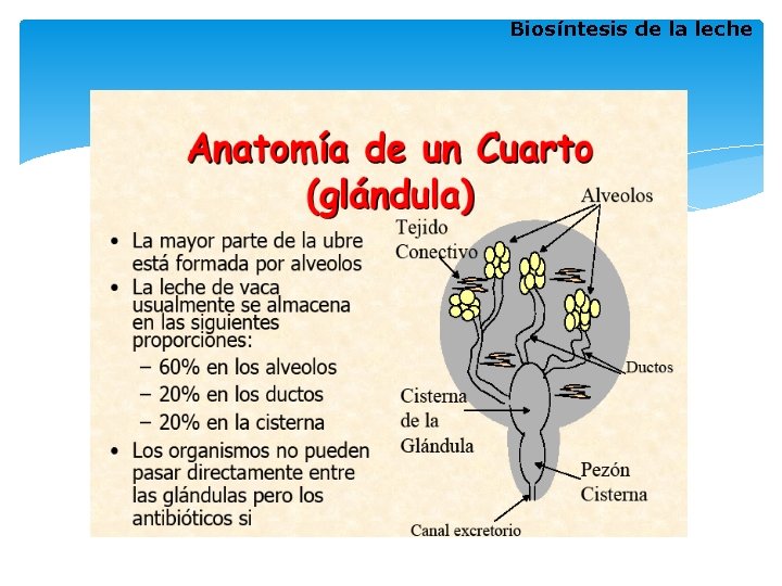 Biosíntesis de la leche Biosíntesis de la leche