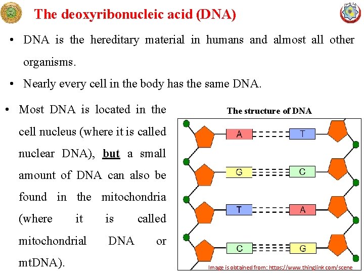 The deoxyribonucleic acid (DNA) • DNA is the hereditary material in humans and almost