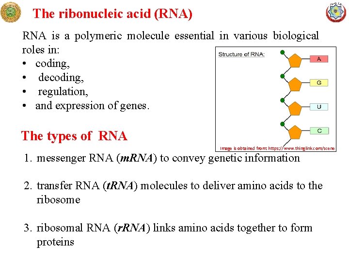 The ribonucleic acid (RNA) RNA is a polymeric molecule essential in various biological roles